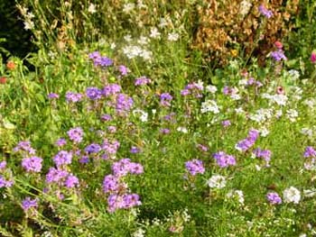 Verveine Lavender Mist